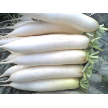 Boa qualidade / preço competitivo / New Crop / Fresh Radish Branco (600-800g)